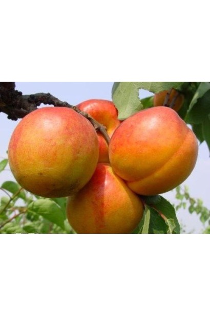 Абрикос Голд Річ ранній | Абрикос Голд Рич ранний | Prunus armeniaca Gold Rich